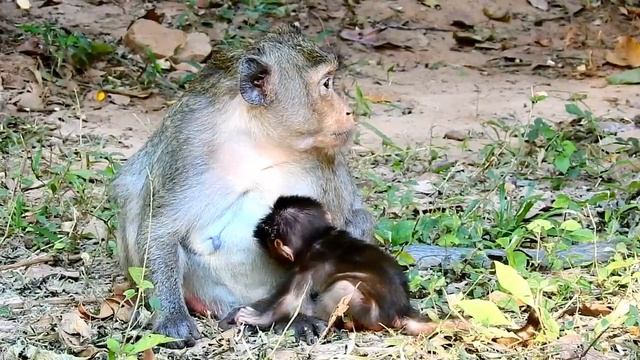 WOW ... WONDERFUL WITH FEELING AMAZING !! CUTE ALDER GOT HEALTHY MILK FROM WARM HEART MUMMY смотреть онлайн