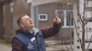 Формирующая обрезка сливы. Весенняя обрезка плодовых деревьев.