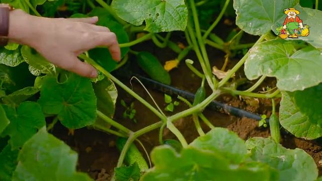 День поля 30.07.2015