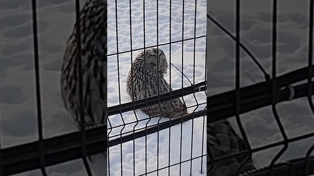 Большая и наглая сова в городе смотреть онлайн