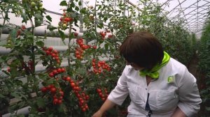 Урожайный и вкусный томат черри Сладкая встреча. Сорт для выращивания в открытом грунте и теплице.