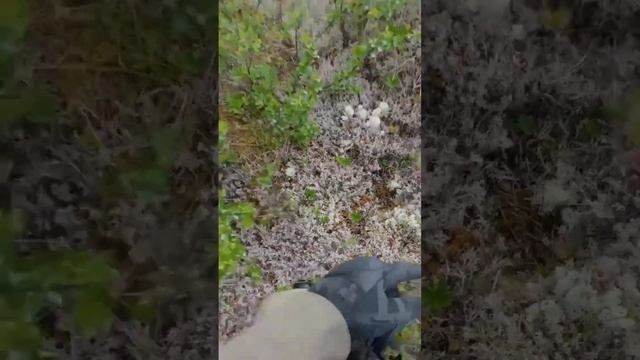 Нашли следы зверя в Тайге? смотреть онлайн