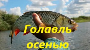 КАК ЛОВИТЬ ГОЛАВЛЯ ОСЕНЬЮ? ГОЛАВЛЬ на СПИННИНГ и на ДОНКУ ОСЕНЬЮ. МЕСТА и НАЖИВКИ для ЛОВЛИ ГОЛАВЛЯ