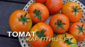 Томат ЖАР-ПТИЦА F1. Обзор сортов ТОМАТОВ!