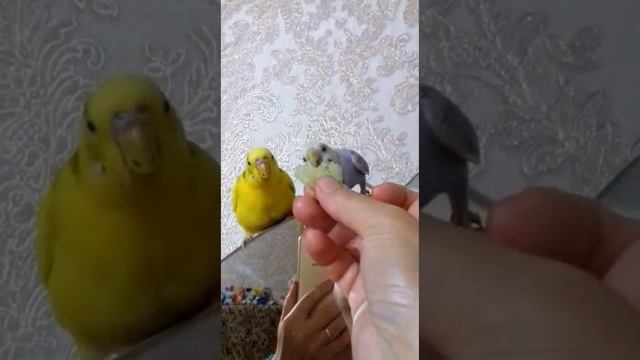 Как мои попугаи кушают любимый огурчик? смотреть онлайн