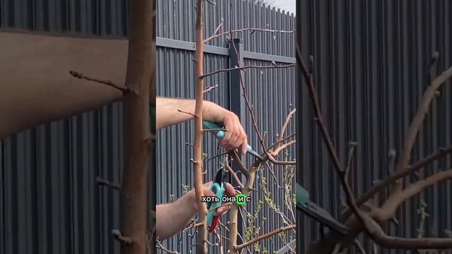 Формирование молодых побегов у яблони. Как обрезать молодые деревья в саду.