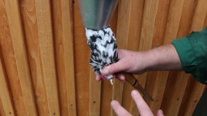 КАК ПРАВИЛЬНО УМЕРЩВЛЯТЬ КУР!!! 10.11.2024 год.