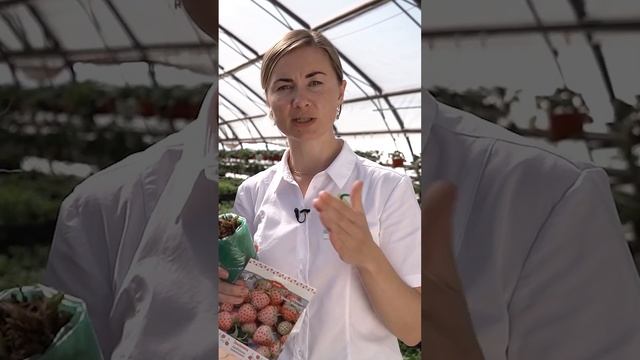 Рассада Фриго. Земляника садовая.