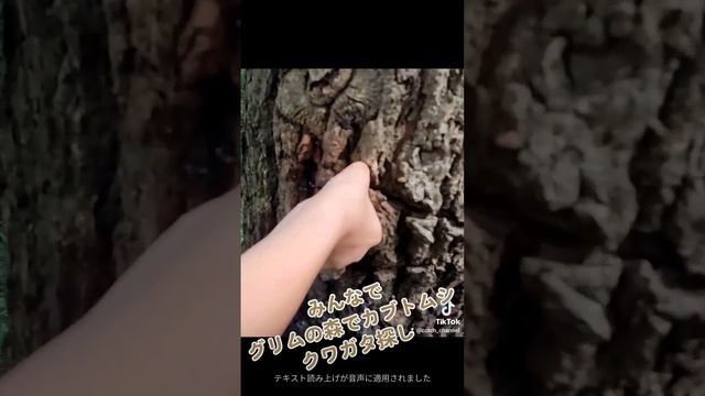 みんなで#カブトムシ、#クワガタ#探し смотреть онлайн