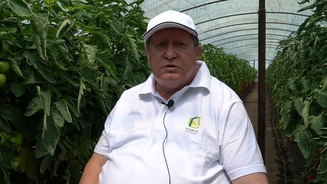 Болезни томатов. Вершинная гниль на томатах. Как спасти урожай. смотреть онлайн