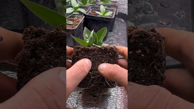 Выращивание эустомы из семян. Почему не растет эустома. Крепкая рассада эустомы.