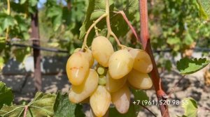 Виноград Белая акация, 14 августа 2024 год, Новороссийск.