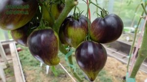 Томат ИЗУМРУДНАЯ ПАРЧА. Обзор сортов ТОМАТОВ!