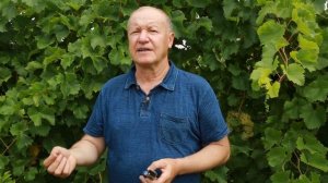 Как правильно выращивать виноград. Агротехника.