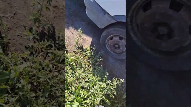 змз 402 работа двигателя