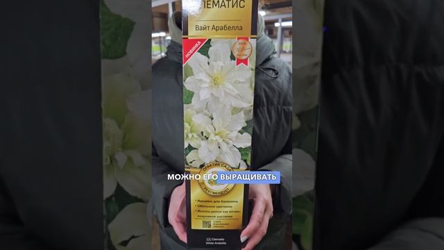 Клематис Вайт Арабелла. Клематис вдоль забора и в контейнерах. Клематис третьей группы обрезки.