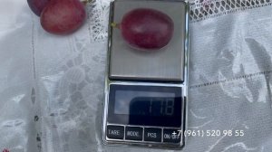 Виноград Императрица 3 сентября 2024 год. Новороссийск Краснодарского края.