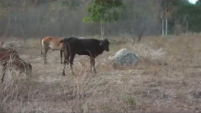 Seca ameaça moradores e mata animais em assentamentos no PI 01 смотреть онлайн