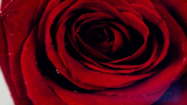 Акварельные розы ЛаФе. Видеоуроки. Приглашение от художника