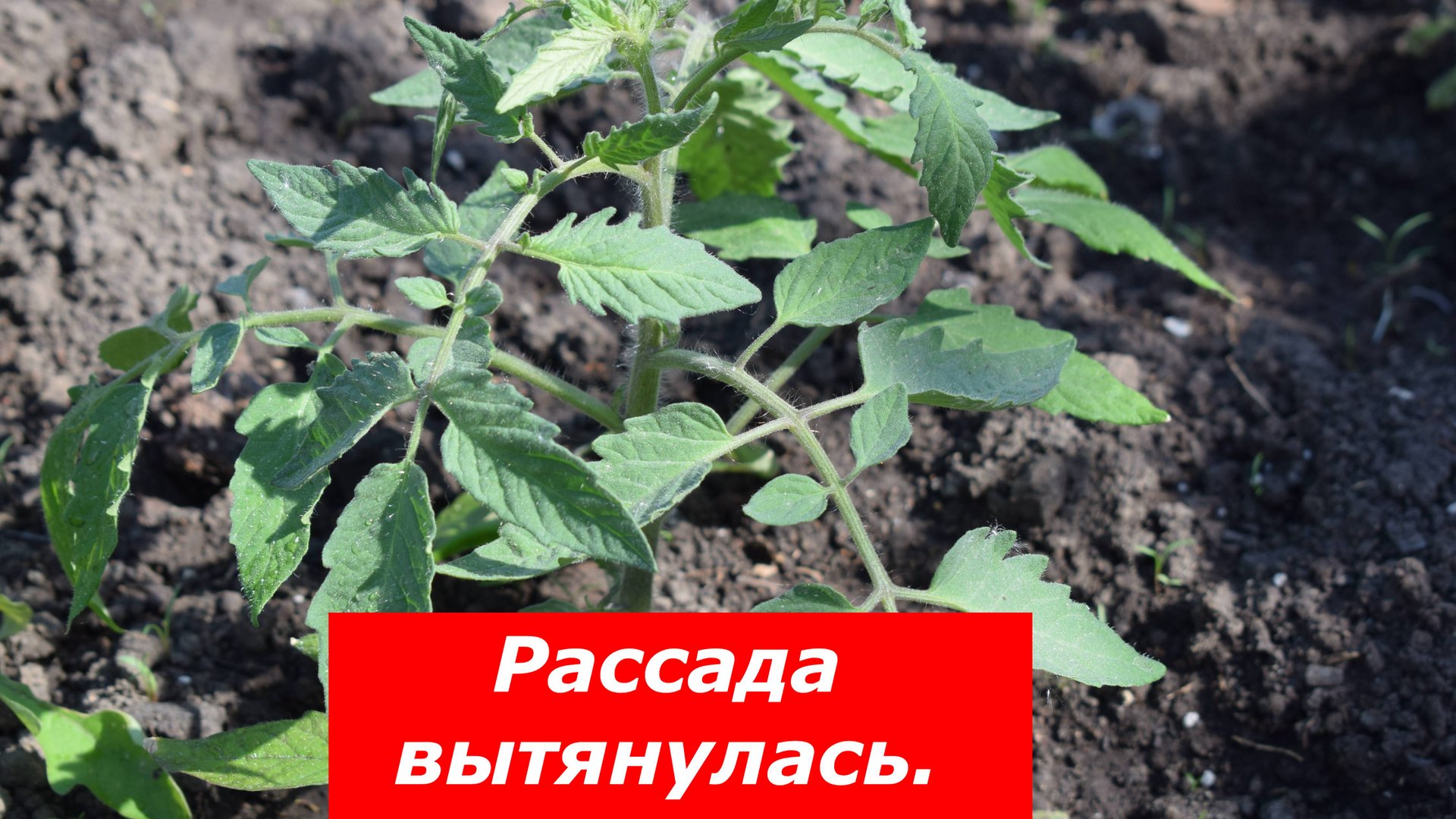 ТРИ СПОСОБА СПАСЕНИЯ ВЫТЯНУВШЕЙСЯ РАССАДЫ ТОМАТОВ смотреть онлайн