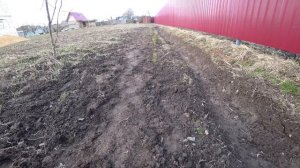 Посадка сосен вдоль забора