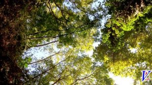 Феликс Царикати - погружаемся мы...