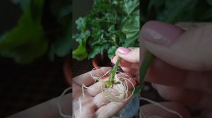 1 часть. Укоренение пеларгонии листочком.