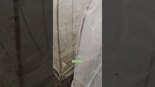 Селекция лука Агрофирмы Поиск. Как получить семена лука для большого урожая.