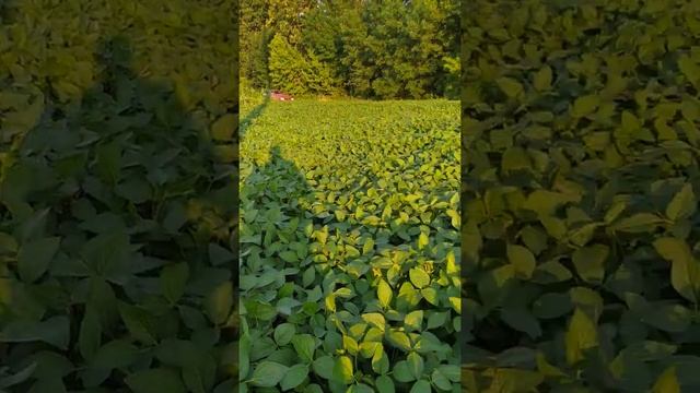 Соя сорт Ультра,50кг/га смотреть онлайн