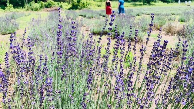 LAVENDER’s Best uses & Health Benefits. смотреть онлайн