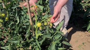 Формировка детерминантных томатов в открытом грунте. Нюансы для лучшего урожая томатов.