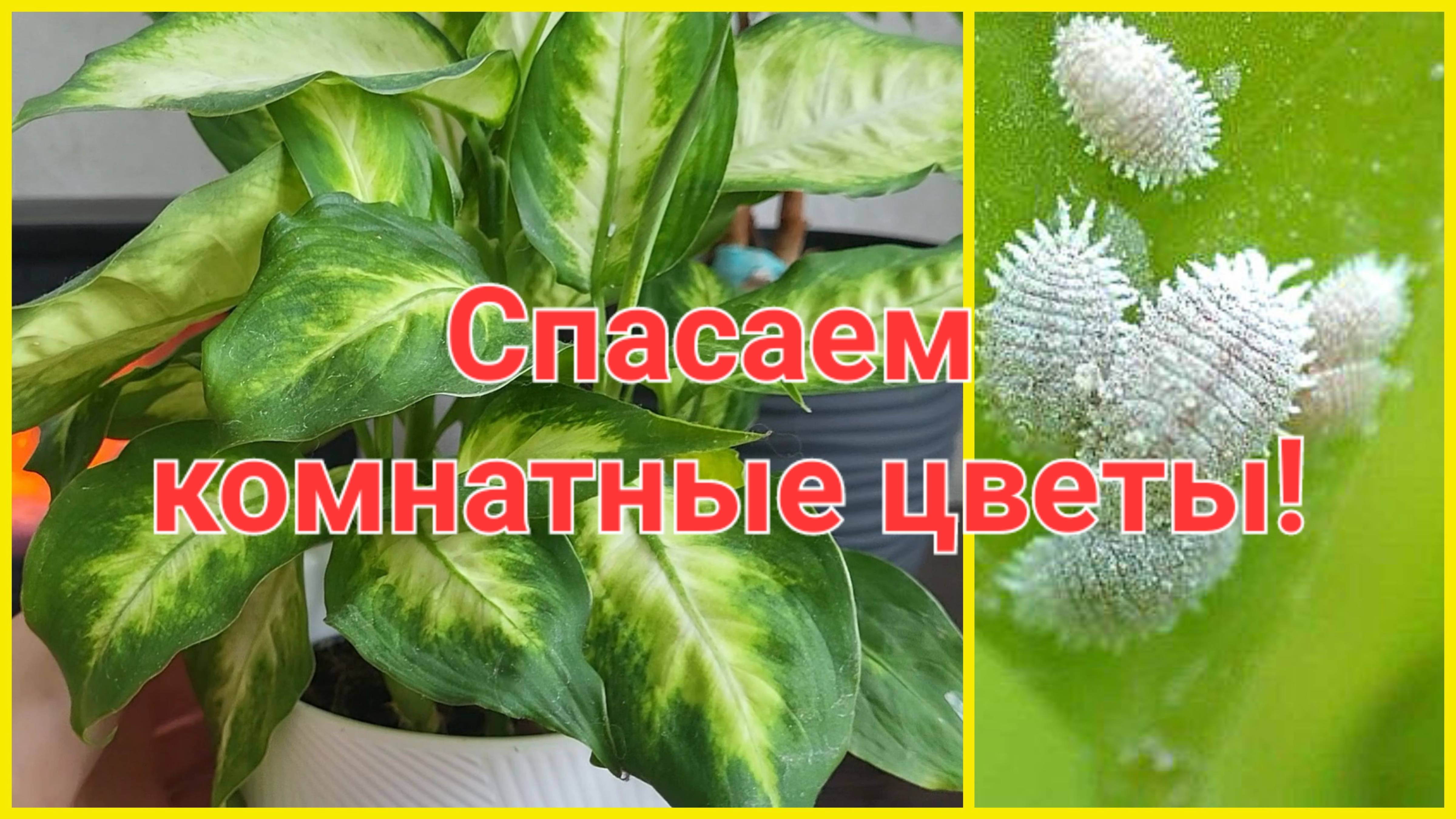 СПАСАЮ КОМНАТНЫЕ РАСТЕНИЯ!КАРДИНАЛЬНЫЕ МЕРЫ!ДИФФЕНБАХИЯ/МУЧНИСТЫЙ ЧЕРВЕЦ! смотреть онлайн