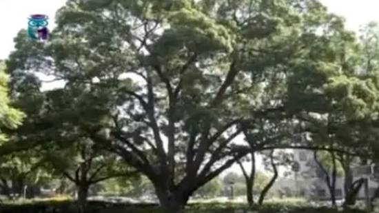 Камфорное дерево (Камфорный лавр) смотреть онлайн