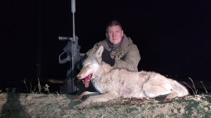 ОХОТА на ВОЛКОВ.ЖДАЛ в ЗАСИДКЕ 10 ЧАСОВ