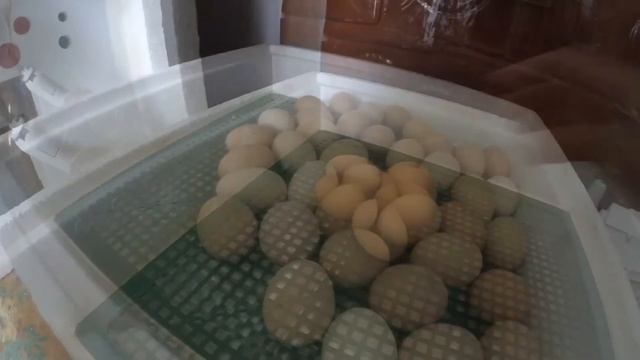 18- тий день інкубації курячих яєць. ТЕМПЕРАТУРНИЙ РЕЖИМ ІНКУБАЦІЇ. смотреть онлайн