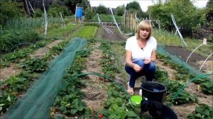 СДЕЛАЙТЕ ЭТО для КЛУБНИКИ и она будет КРУПНАЯ и СЛАДКАЯ! Советы от ЗЕЛЕНОГО ОГОРОДА!