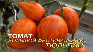 Томат БОЛЬШОЙ ФЕСТИВАЛЬНЫЙ ТЮЛЬПАН. Обзор сортов ТОМАТОВ!