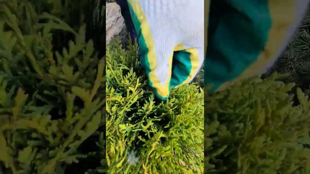 Обрезка хвойных растений. Как правильно стричь туи. Уход за хвойными растениями после зимы.