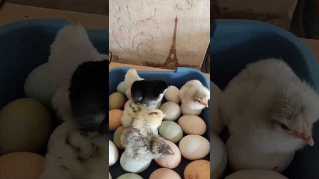 Цыплята @oksanaNEWLIFE смотреть онлайн