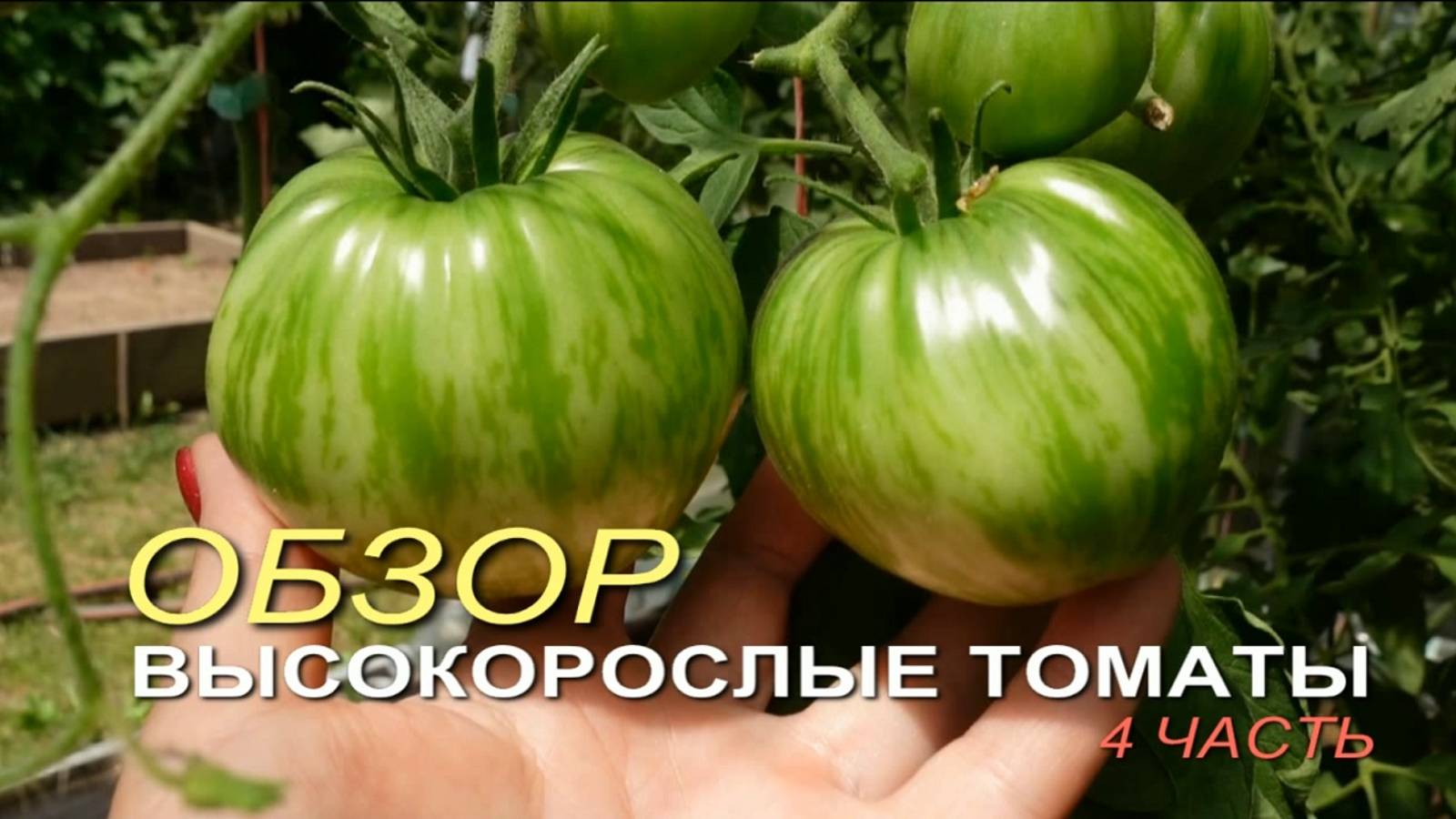 Обзор ВЫСОКОРОСЛЫХ томатов в теплице на начало ИЮЛЯ! 4 часть. Советы от ЗЕЛЕНОГО ОГОРОДА!