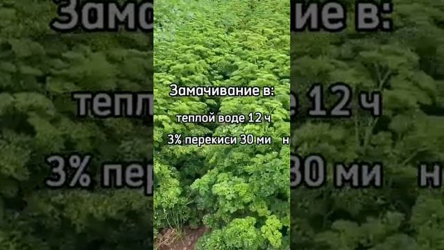 Вырастить ПРОСТО с Агрофирмой ПОИСК