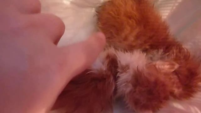 Вилли и Тилли. смотреть онлайн