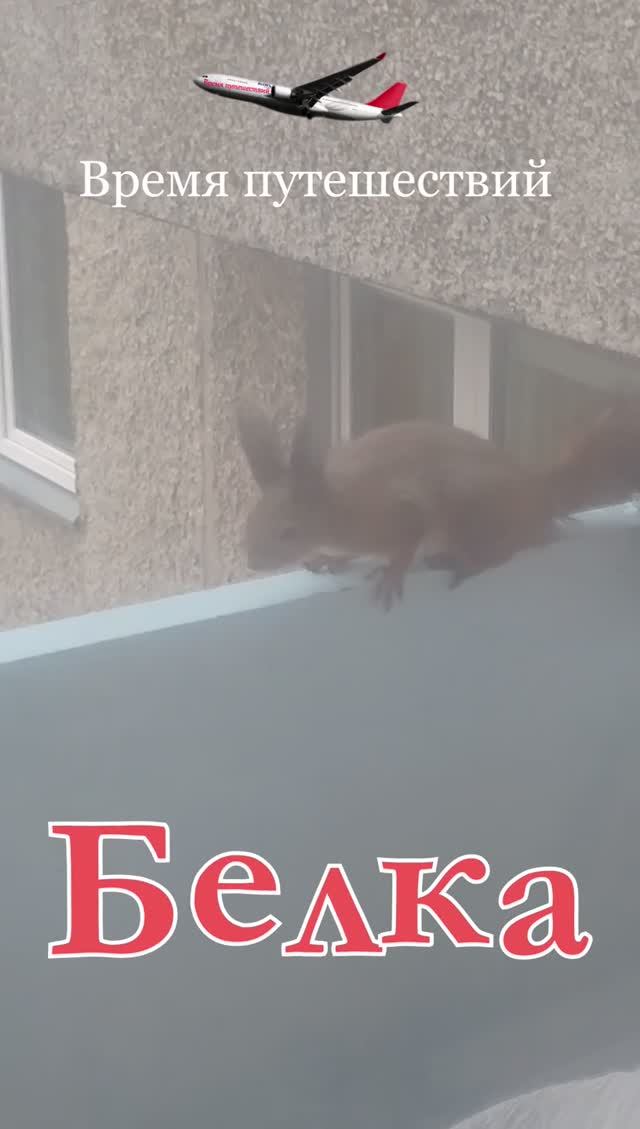 Белка на балконе многоэтажного дома смотреть онлайн
