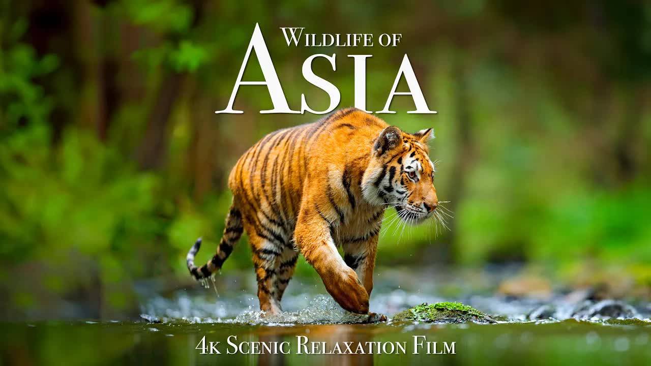 Wildlife of Asia 4K - Scenic Animal Film With Inspiring Music смотреть онлайн