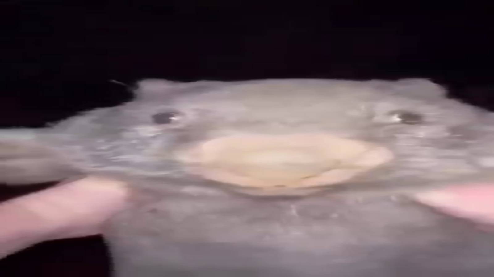 Для чего я создал этот канал?