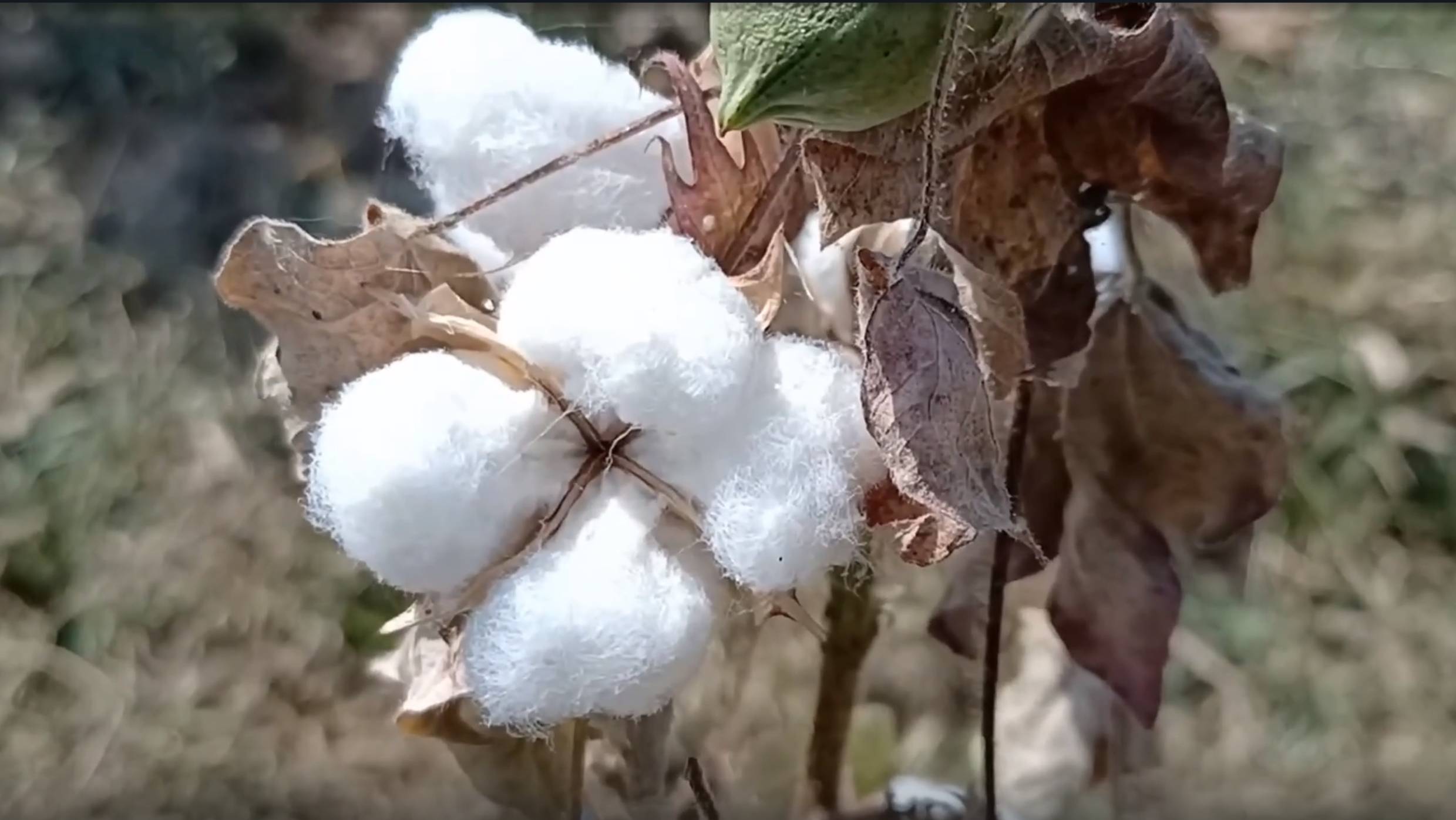 Хлопок - история и современность. Новые технологии современного хлопководства смотреть онлайн