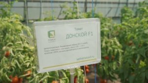 Ростовский селекцентр Агрофирмы «ПОИСК». Томаты.