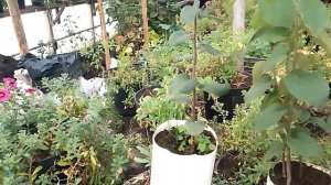 Как отличить айвовый подой Ва 29 от айвового Элин, внешне, во время вегетации