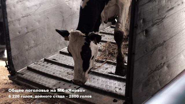 Фильм МК Яново РумелкоАГРО