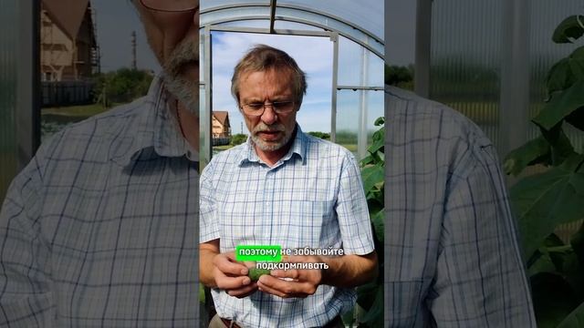 Как получить урожай красивых, ровных огурцов? Подкормки огурцов.